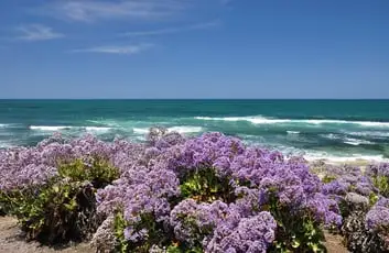 La Jolla Farms