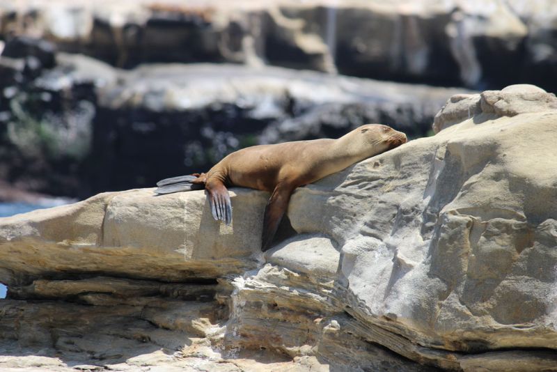 san diego seal